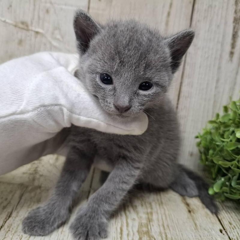 販売中の千葉県のロシアンブルー-140036の10枚目