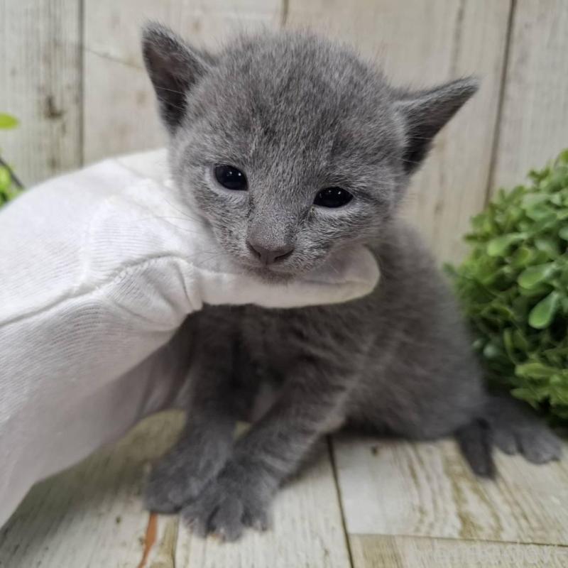 販売中の千葉県のロシアンブルー-140036