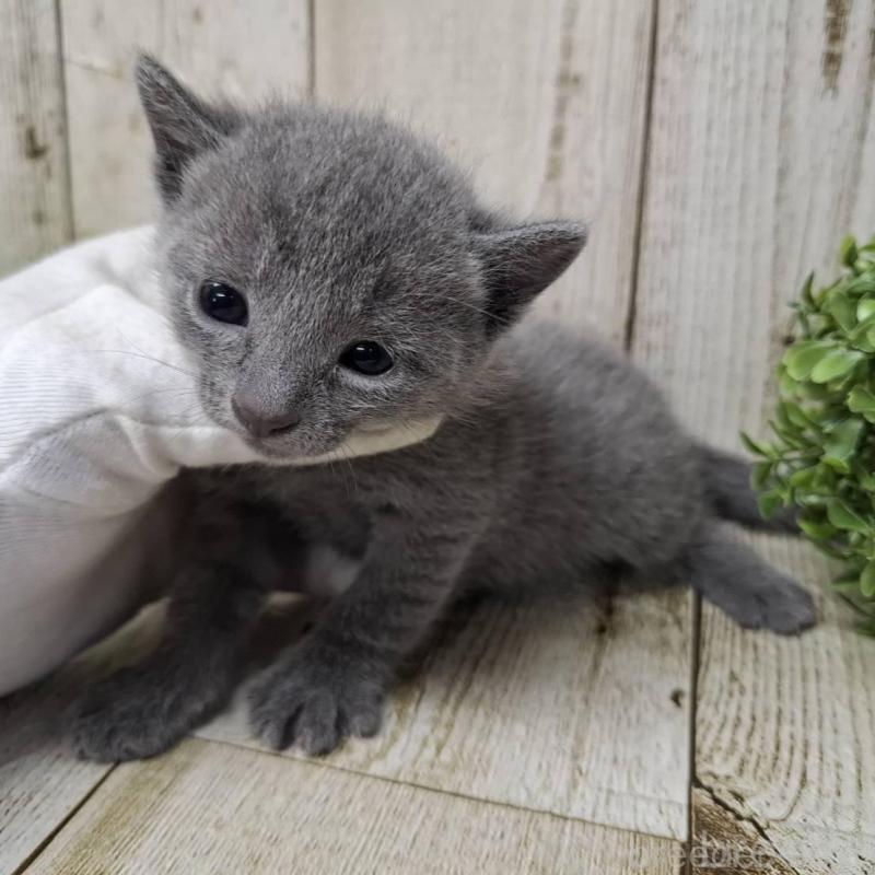 販売中の千葉県のロシアンブルー-140036の9枚目