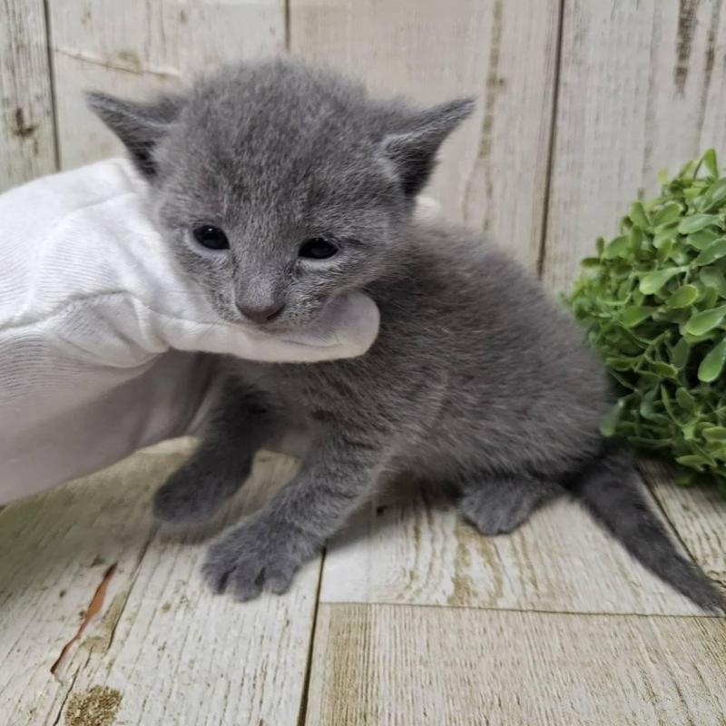 販売中の千葉県のロシアンブルー-140036の8枚目