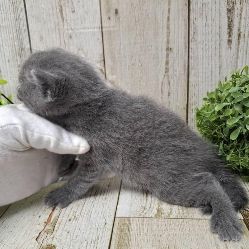 販売中の千葉県のロシアンブルー-140036の7枚目