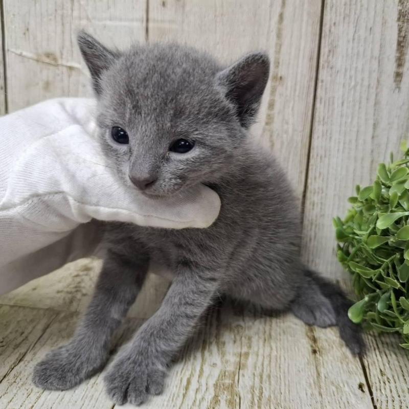 販売中の千葉県のロシアンブルー-140036の6枚目