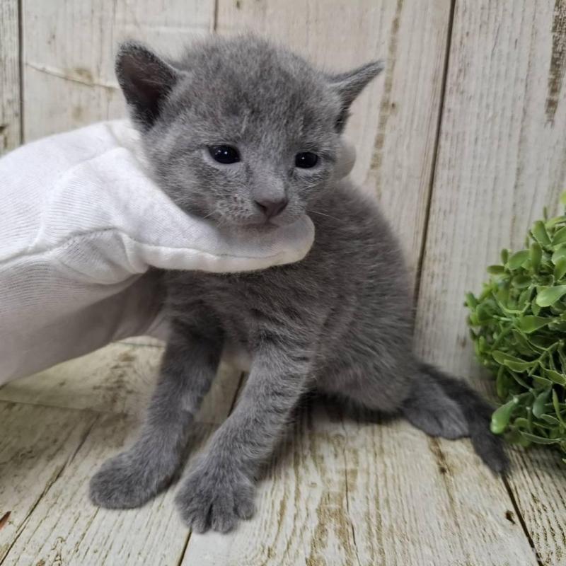 販売中の千葉県のロシアンブルー-140036の5枚目