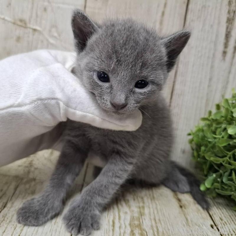 販売中の千葉県のロシアンブルー-140036の4枚目