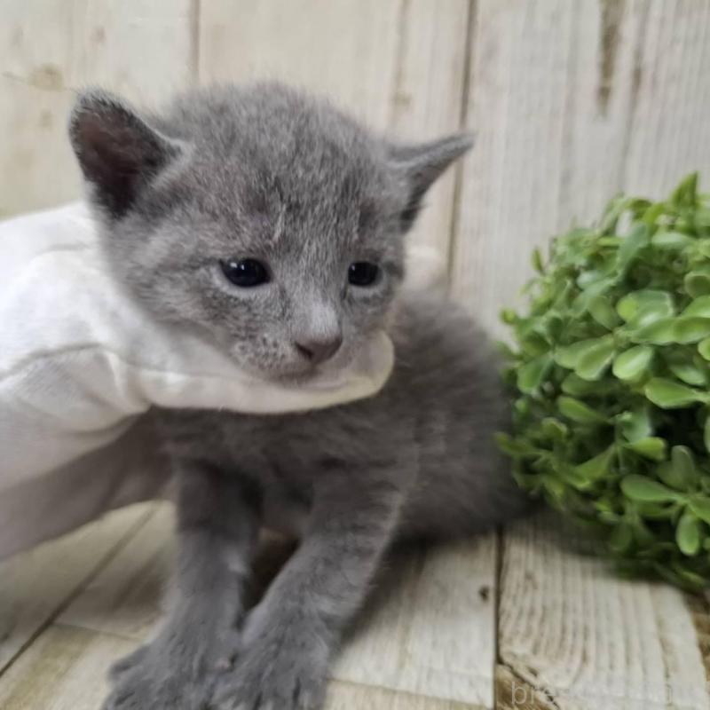 販売中の千葉県のロシアンブルー-140036の3枚目