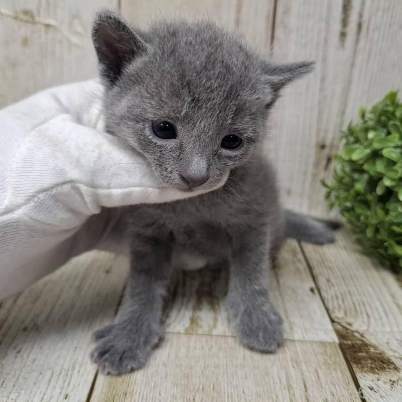 販売中の千葉県のロシアンブルー-140036の2枚目