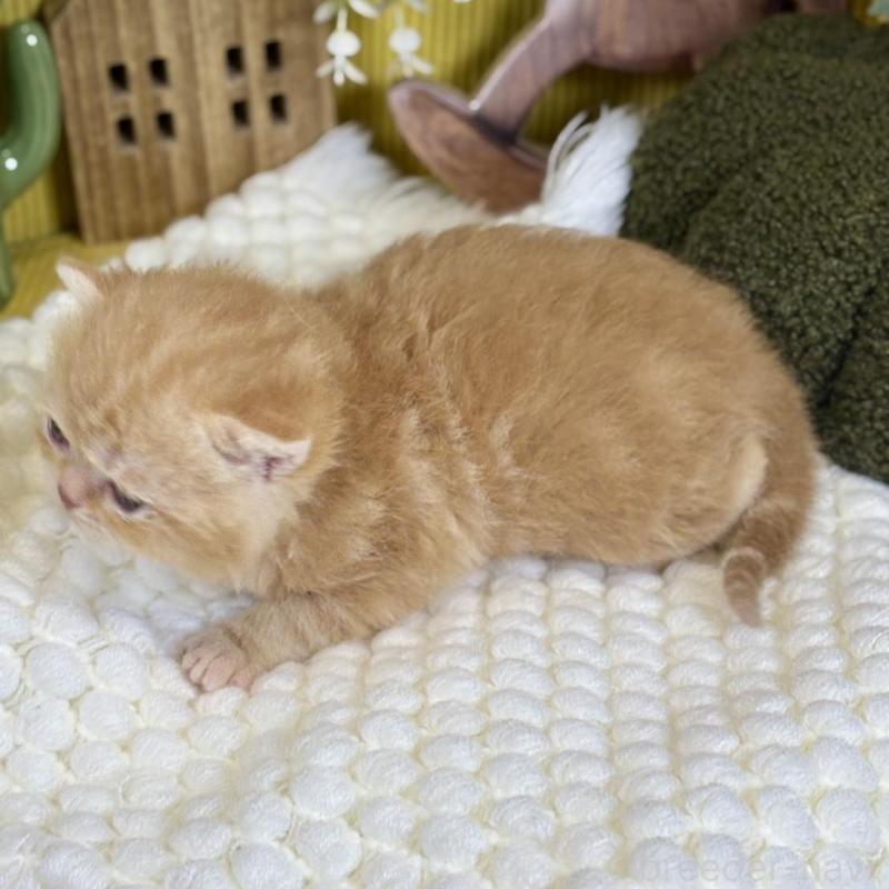 販売中の岐阜県のエキゾチックショートヘア-140037の8枚目