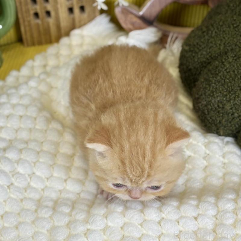 販売中の岐阜県のエキゾチックショートヘア-140037の7枚目