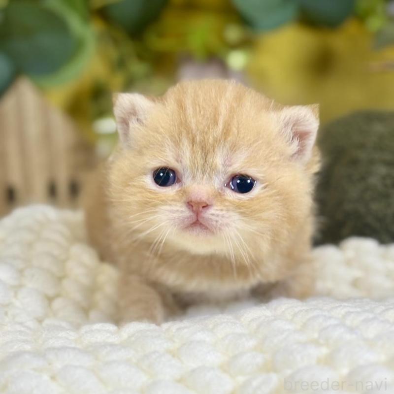 販売中の岐阜県のエキゾチックショートヘア-140037の1枚目