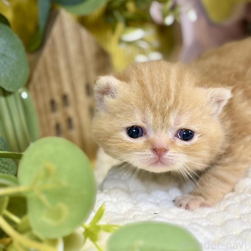 販売中の岐阜県のエキゾチックショートヘア-140037の6枚目