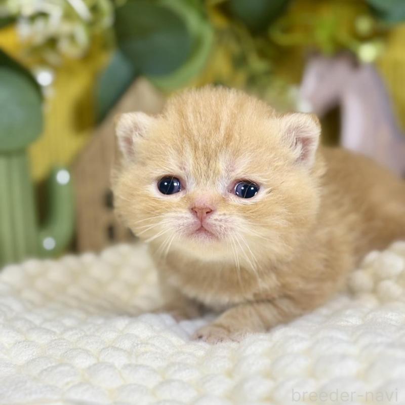 販売中の岐阜県のエキゾチックショートヘア-140037の5枚目