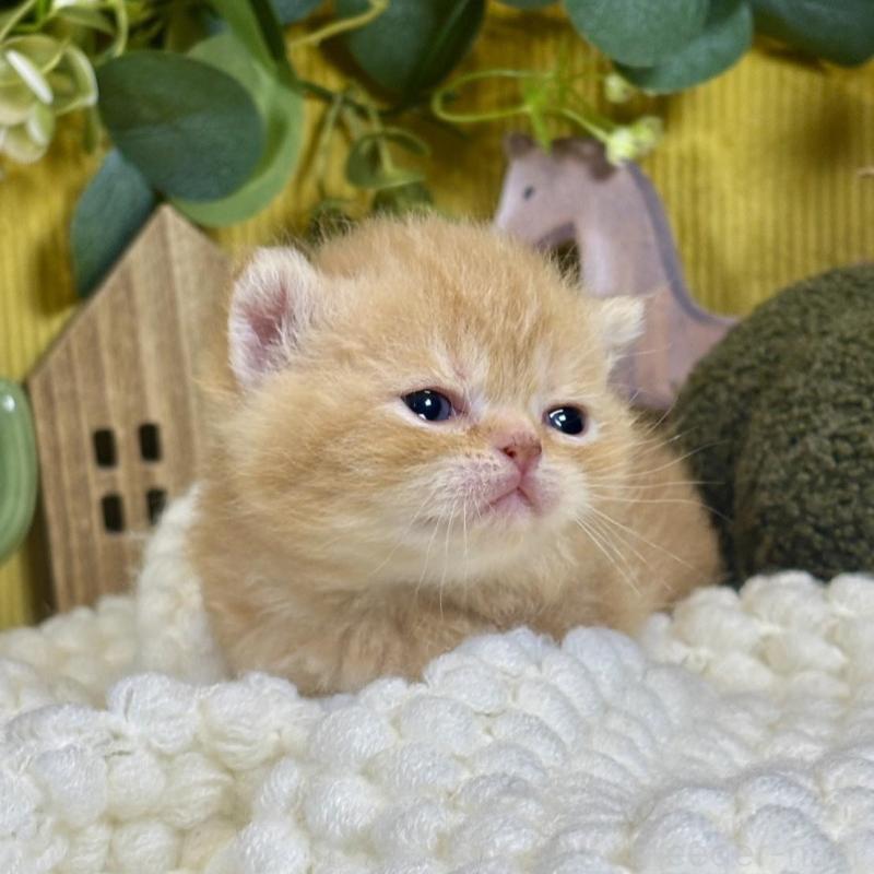 販売中の岐阜県のエキゾチックショートヘア-140037の4枚目