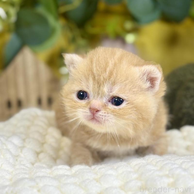 販売中の岐阜県のエキゾチックショートヘア-140037の3枚目