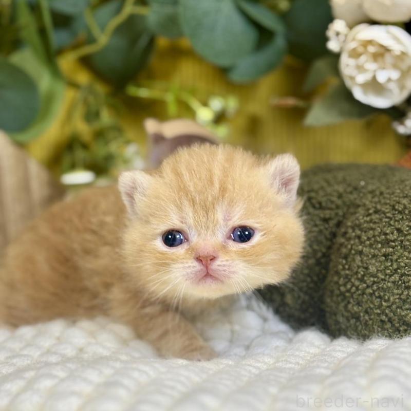 販売中の岐阜県のエキゾチックショートヘア-140037の2枚目