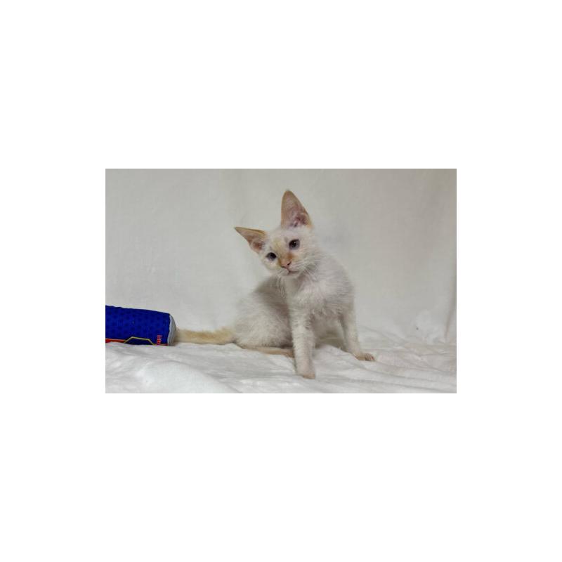 販売中の福岡県のラパーマ-140038の3枚目