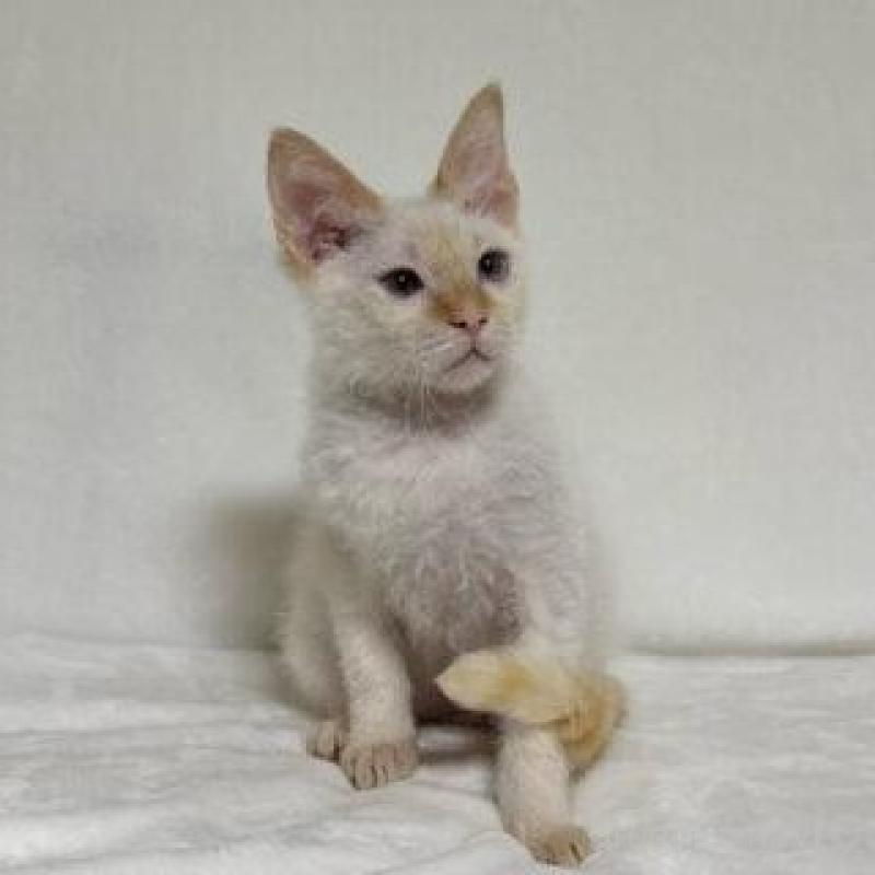 販売中の福岡県のラパーマ-140038の1枚目