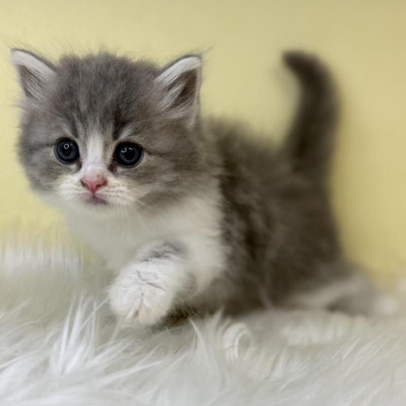 販売中の埼玉県のサイベリアン-139851の1枚目