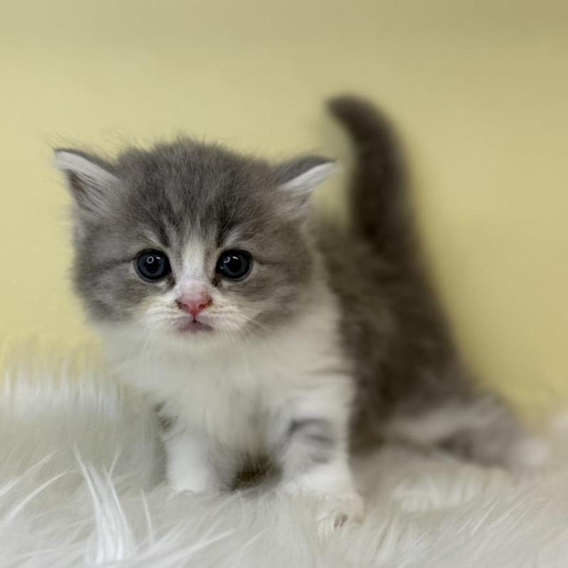 販売中の埼玉県のサイベリアン-139851の4枚目