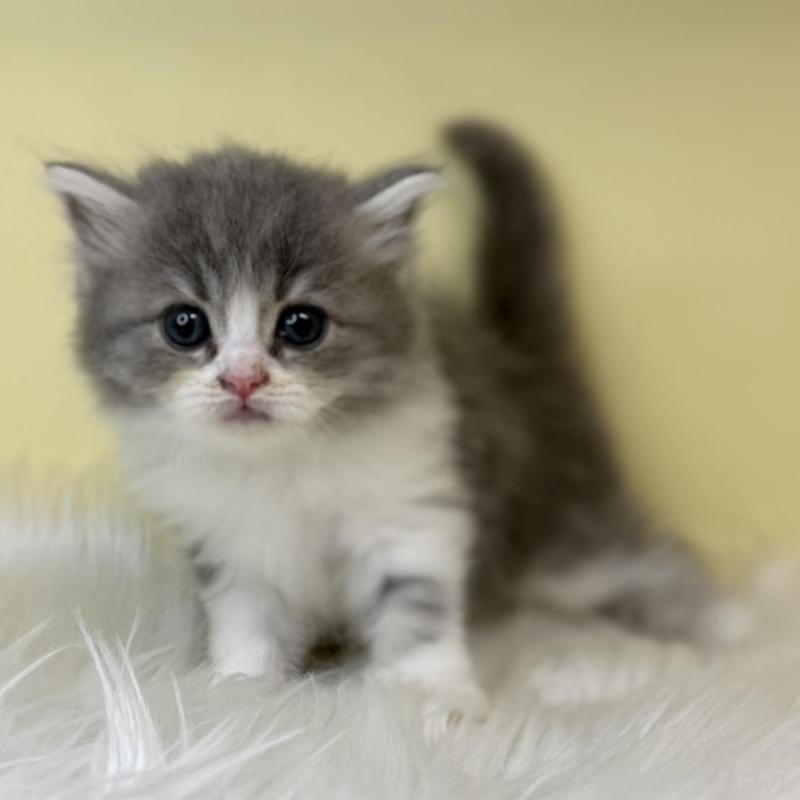 販売中の埼玉県のサイベリアン-139851の3枚目