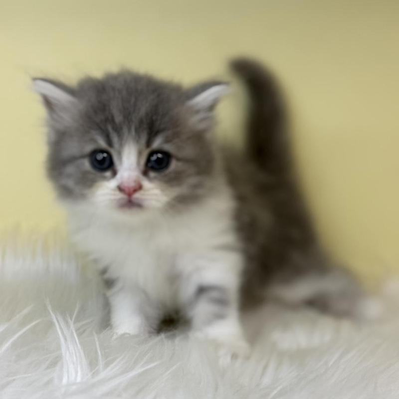 販売中の埼玉県のサイベリアン-139851の2枚目