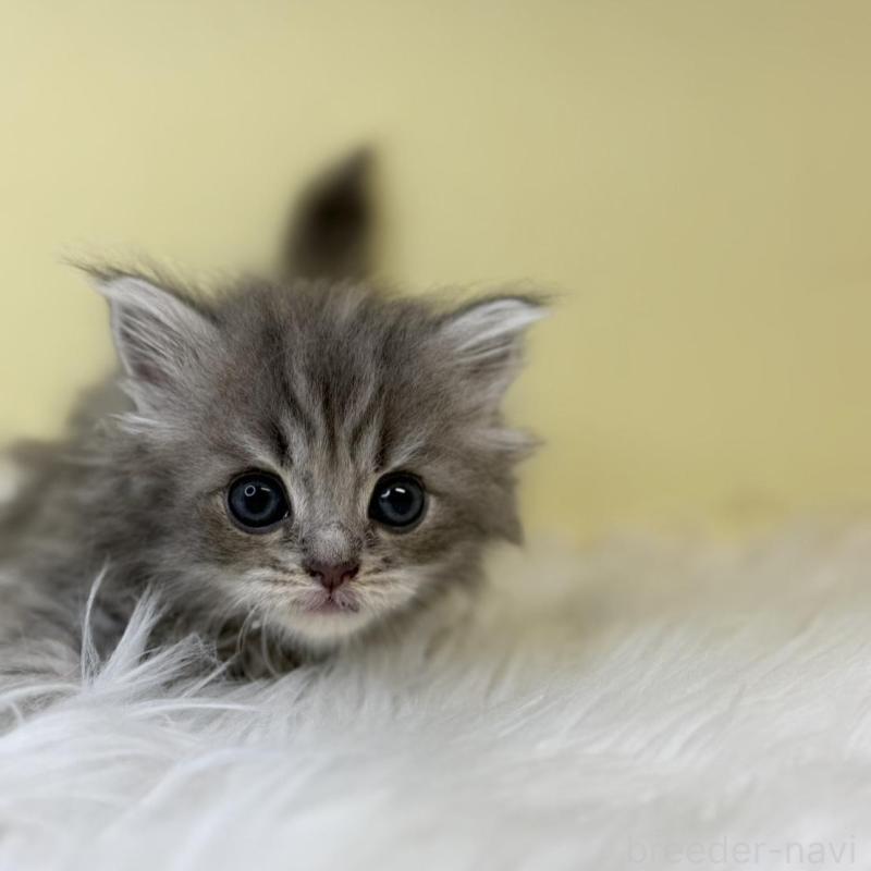 販売中の埼玉県のサイベリアン-139852の1枚目