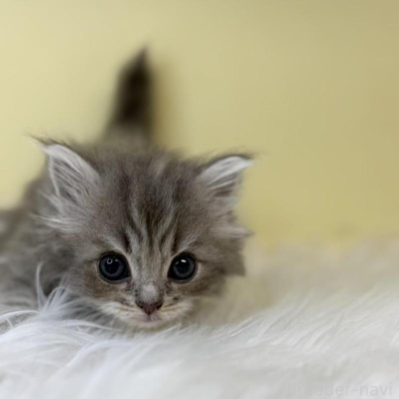 販売中の埼玉県のサイベリアン-139852の4枚目