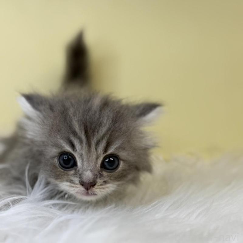 販売中の埼玉県のサイベリアン-139852の3枚目