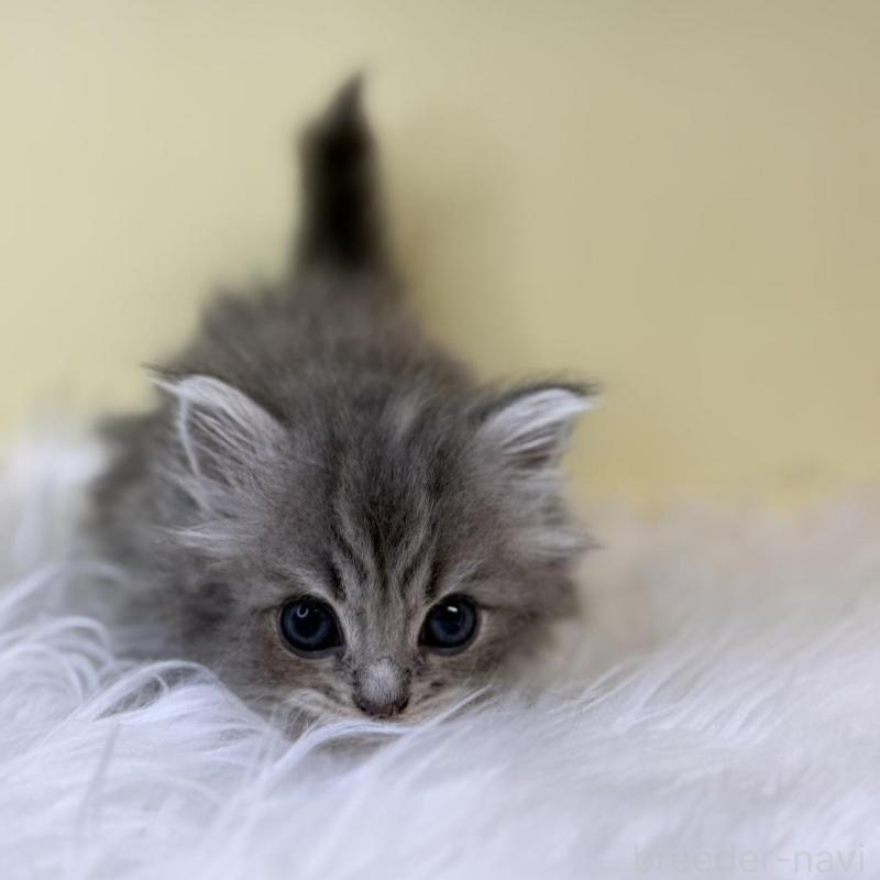 販売中の埼玉県のサイベリアン-139852の2枚目