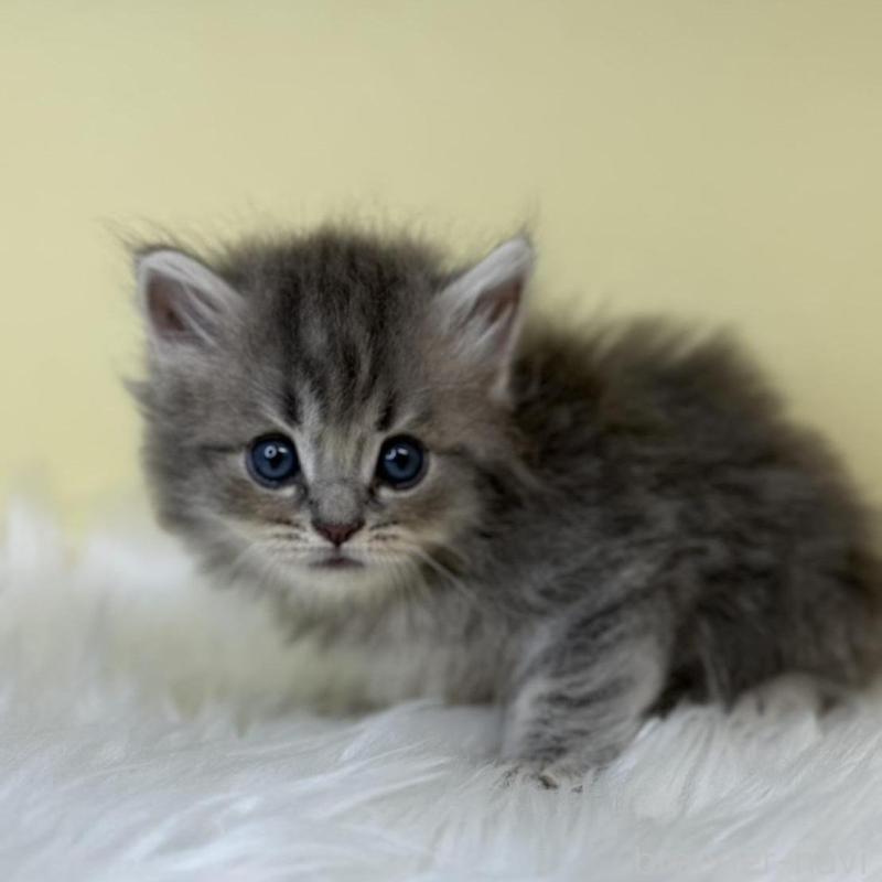 販売中の埼玉県のサイベリアン-139855の1枚目