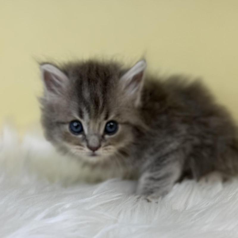 販売中の埼玉県のサイベリアン-139855の4枚目