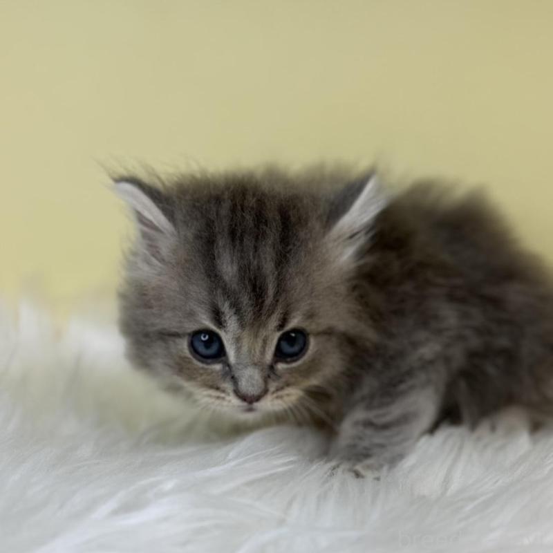 販売中の埼玉県のサイベリアン-139855の3枚目