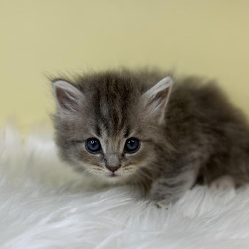 販売中の埼玉県のサイベリアン-139855の2枚目