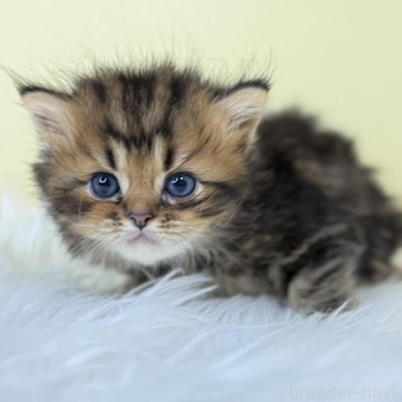 販売中の埼玉県のラガマフィン-139857の1枚目