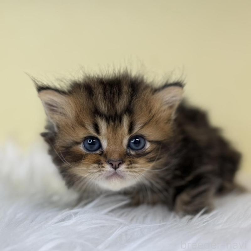 販売中の埼玉県のラガマフィン-139857の4枚目