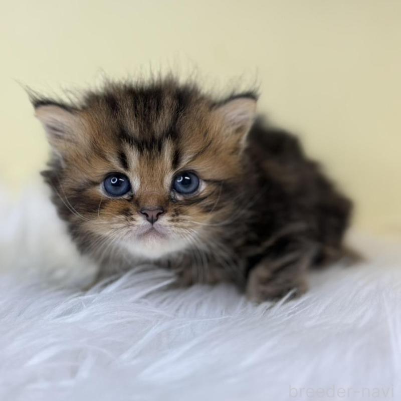 販売中の埼玉県のラガマフィン-139857の3枚目