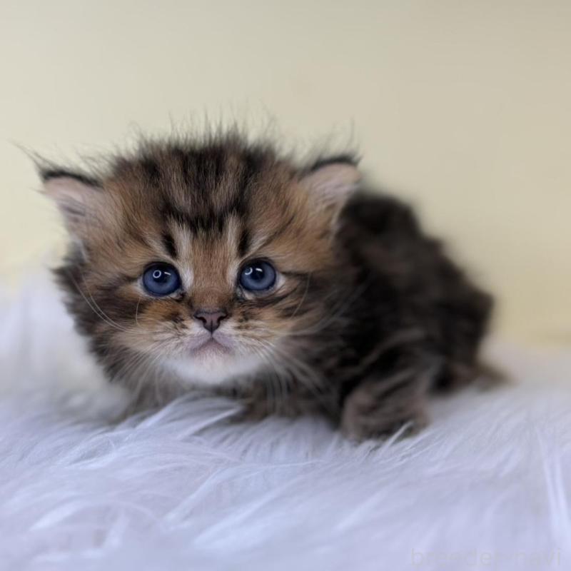 販売中の埼玉県のラガマフィン-139857の2枚目