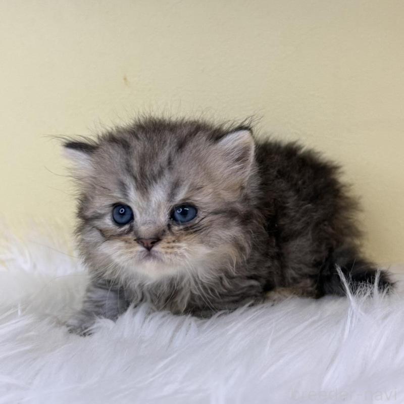 販売中の埼玉県のラガマフィン-139858の4枚目