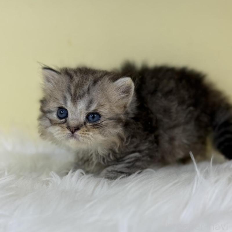 販売中の埼玉県のラガマフィン-139858の3枚目