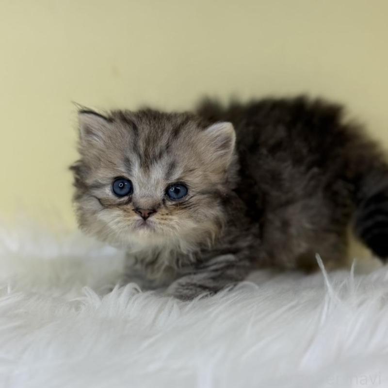 販売中の埼玉県のラガマフィン-139858の1枚目