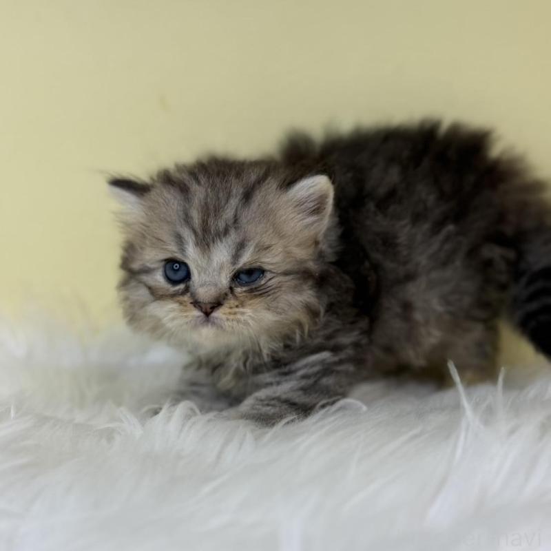 販売中の埼玉県のラガマフィン-139858の2枚目