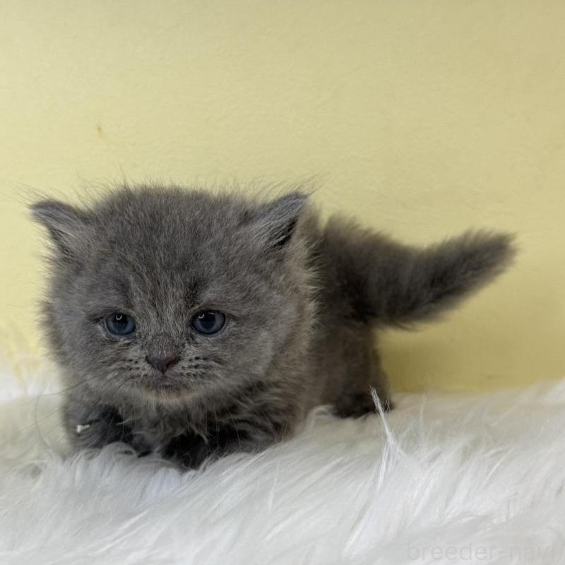 販売中の埼玉県のラガマフィン-139859の4枚目