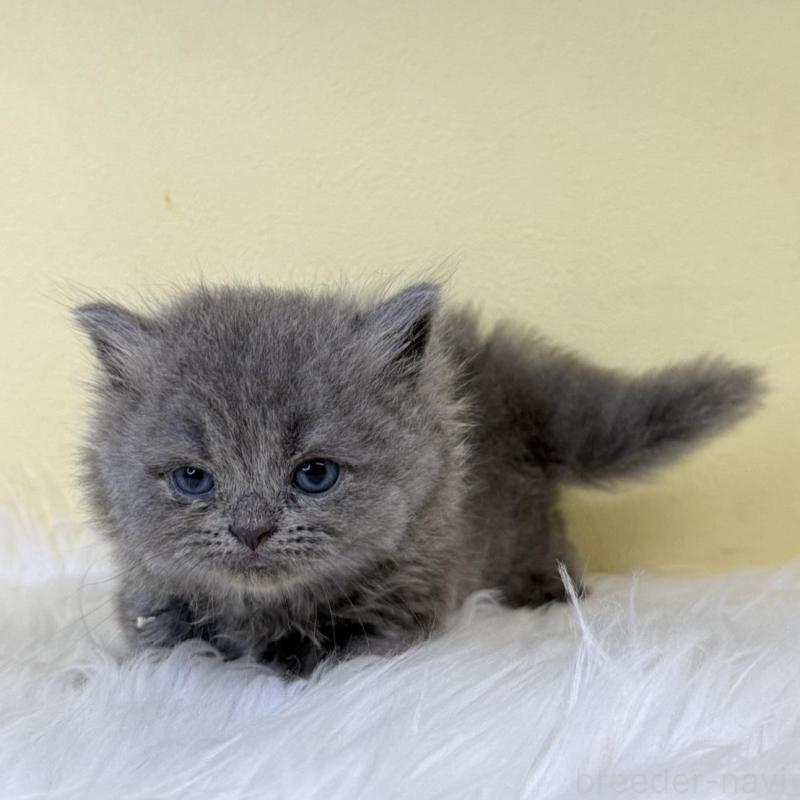 販売中の埼玉県のラガマフィン-139859の1枚目