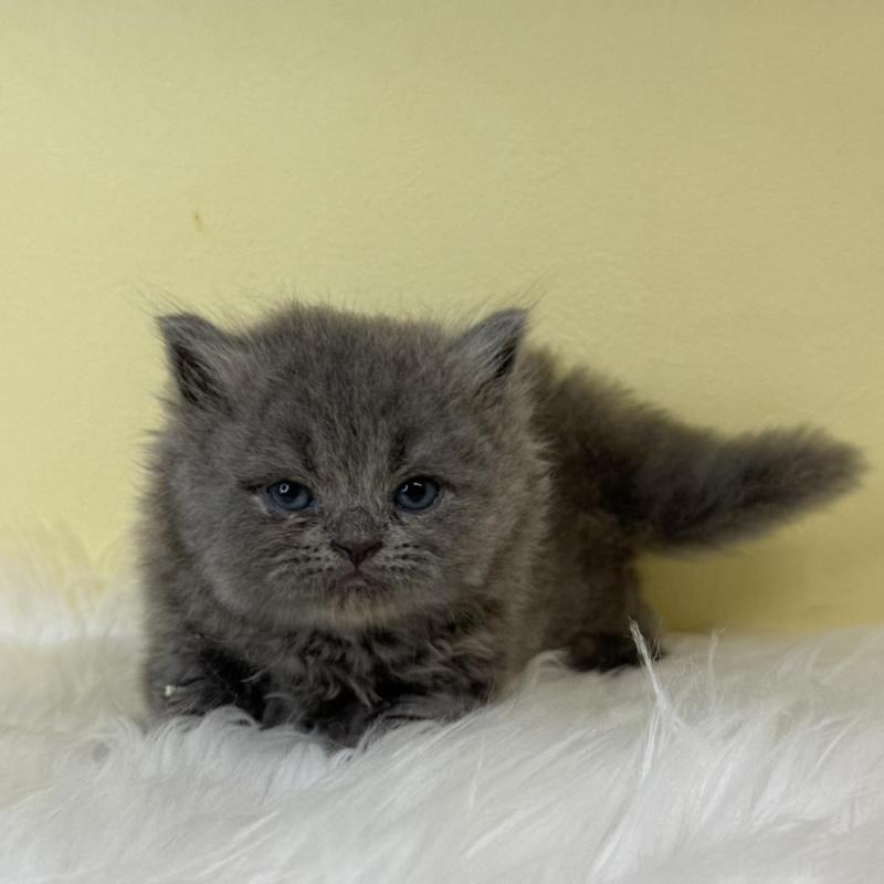 販売中の埼玉県のラガマフィン-139859の3枚目