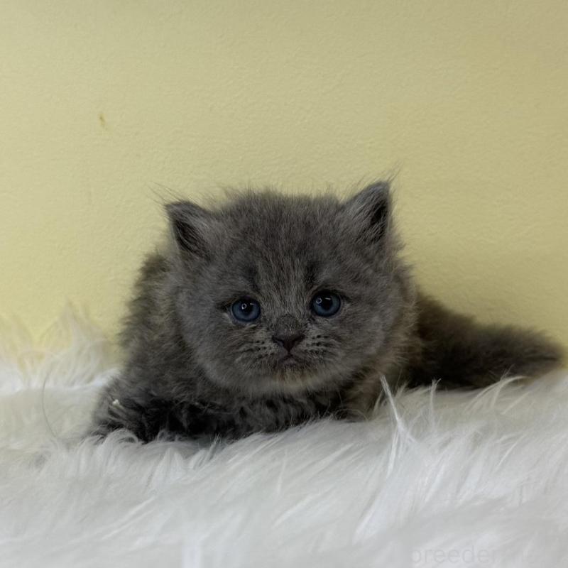 販売中の埼玉県のラガマフィン-139859の2枚目