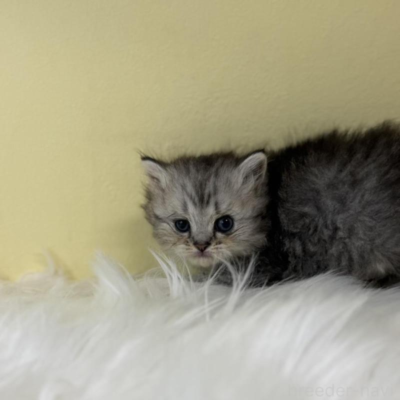 販売中の埼玉県のラガマフィン-139860の4枚目