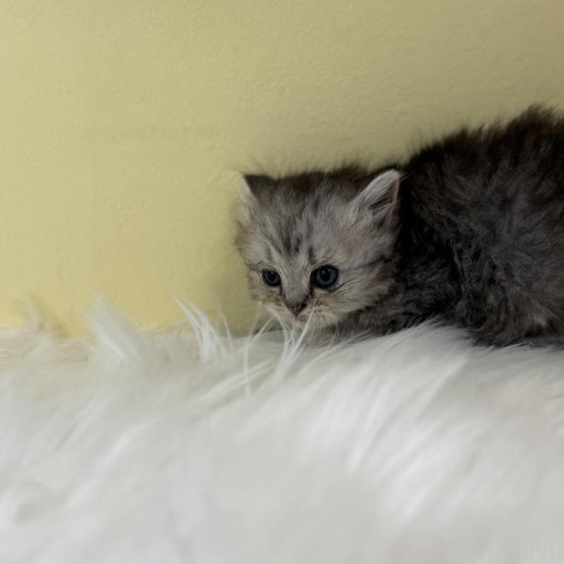 販売中の埼玉県のラガマフィン-139860の3枚目