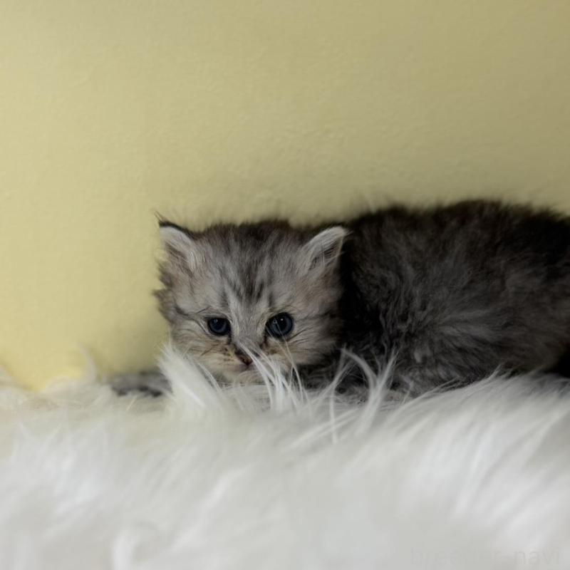 販売中の埼玉県のラガマフィン-139860の1枚目