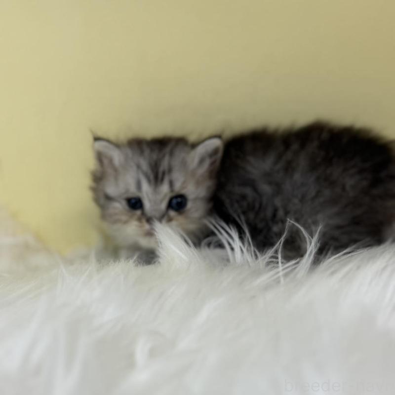 販売中の埼玉県のラガマフィン-139860の2枚目