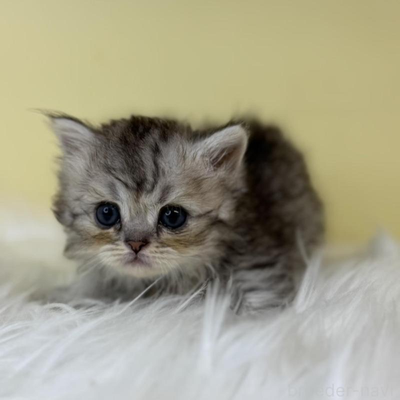 販売中の埼玉県のラガマフィン-139861の4枚目