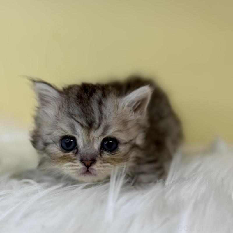 販売中の埼玉県のラガマフィン-139861の1枚目